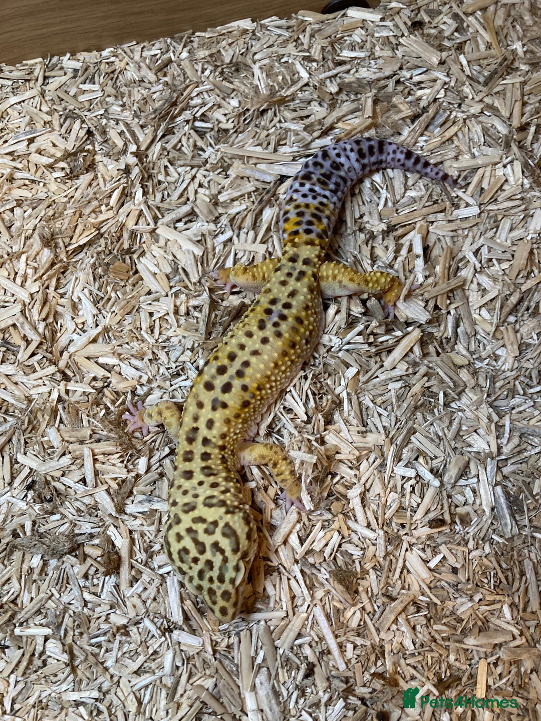 Leopard Gecko reptiles for sale: Leopard gecko and vivarium plus hides  - Image 2