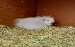 Guinea Pig rodents for sale: Swiss baby guinea-pigs  - Image 10