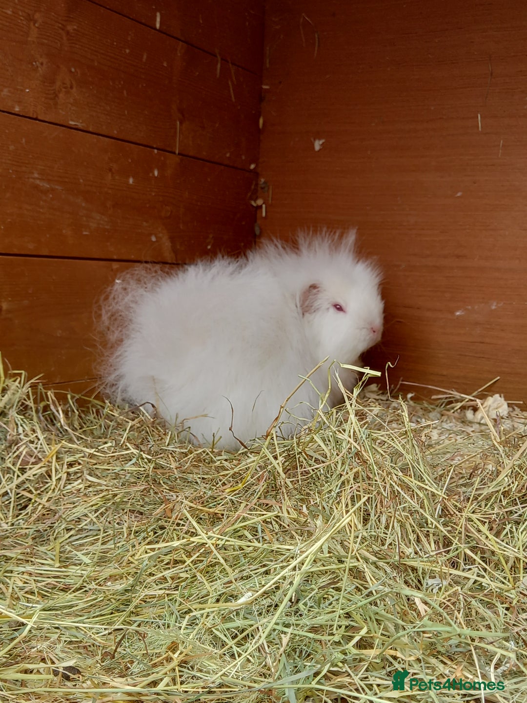 Guinea Pig rodents for sale: Swiss baby guinea-pigs  - Image 10