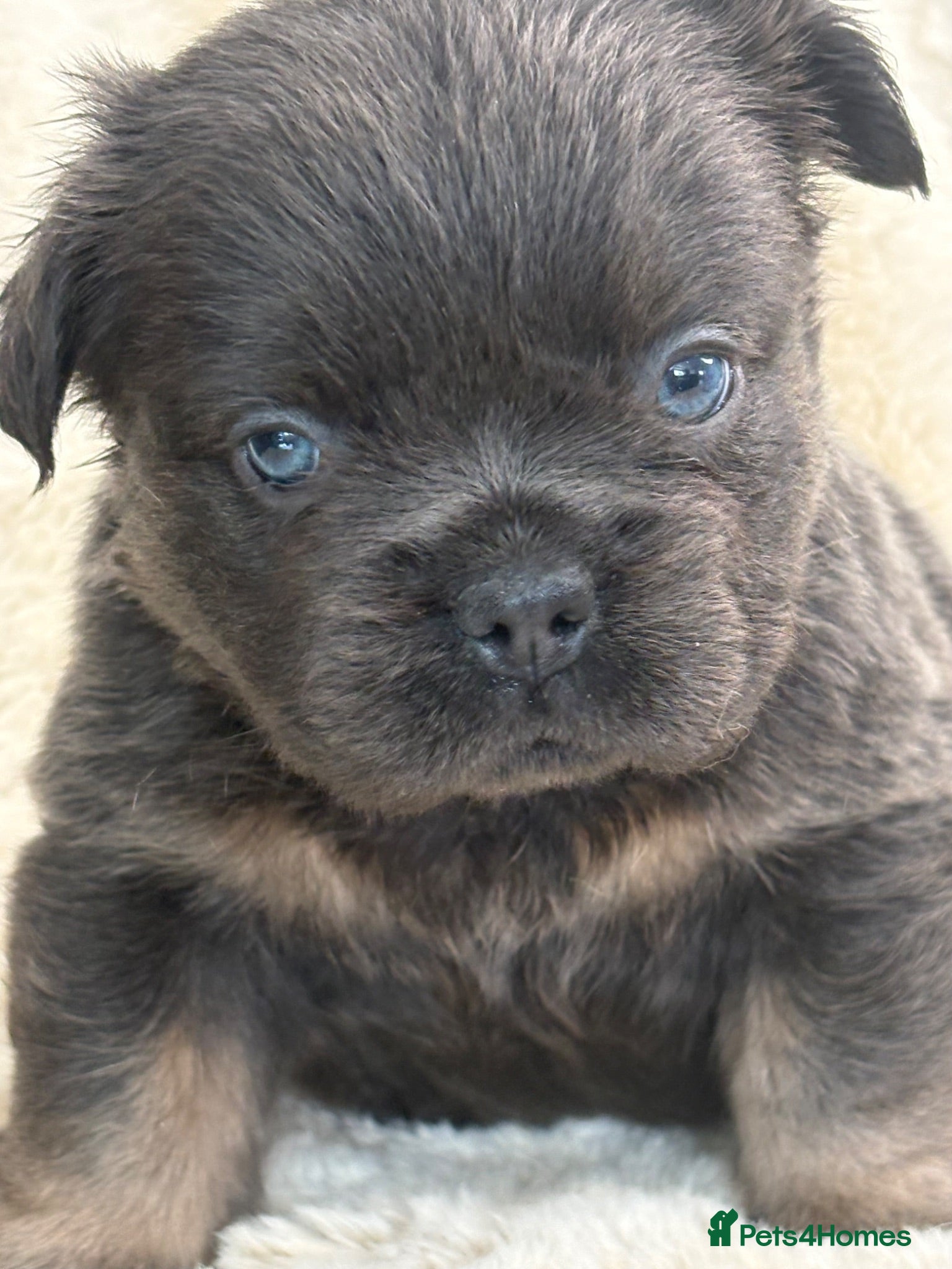 French Bulldog dogs Top quality fluffy French bulldog puppies  - Advert 2