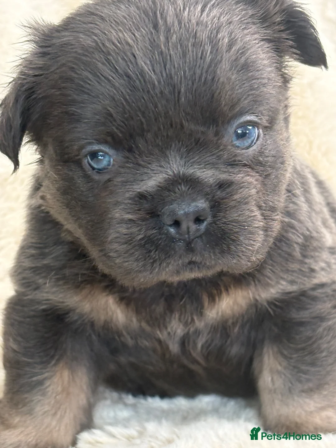 French Bulldog dogs for sale: Top quality fluffy French bulldog puppies  - Advert 2