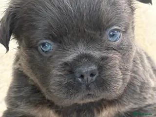 French Bulldog dogs Top quality fluffy French bulldog puppies - Advert 2