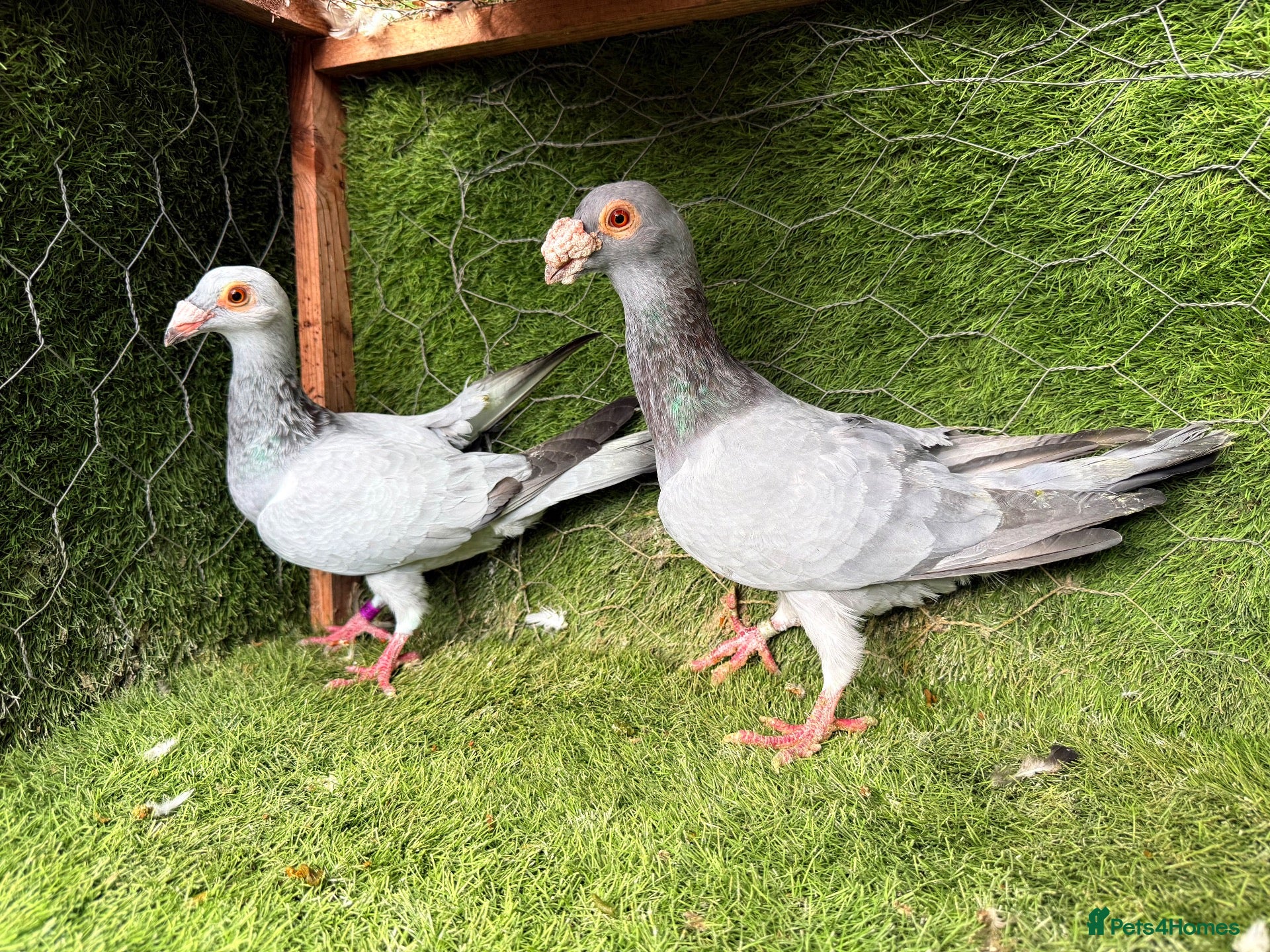 Pigeons birds Beautiful Quality Pigeons Healthy & Well Cared For - Advert 1