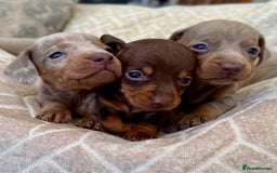 Miniature Dachshund dogs for sale: Miniature Dachshund Puppies LICENSED BREEDER - Image 8