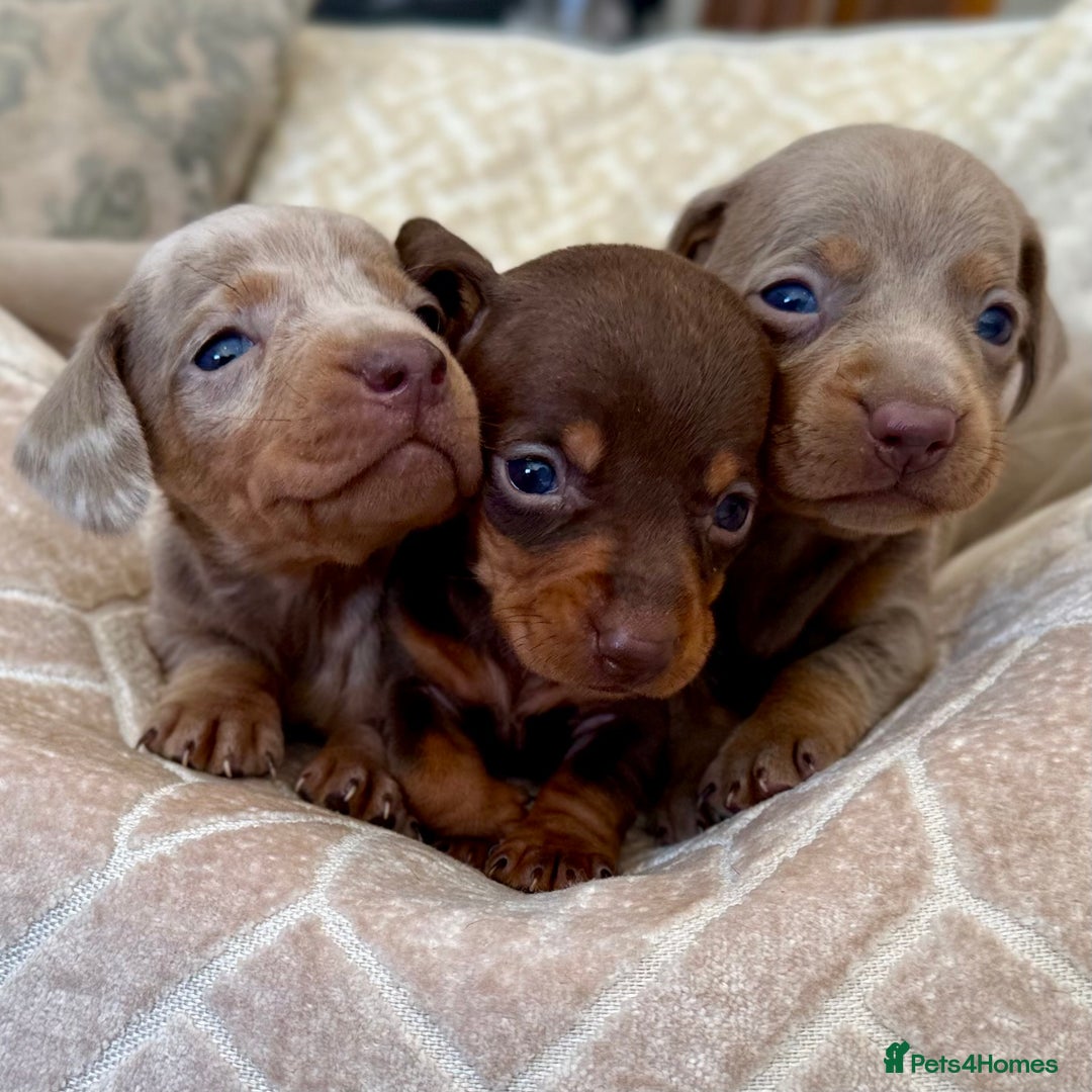 Miniature Dachshund dogs for sale: Miniature Dachshund Puppies LICENSED BREEDER - Image 8