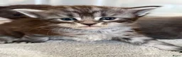 Maine Coon cats for sale: Beautiful 100% Maine coin kittens - Advert 11
