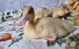 Ducks poultry for sale: Call ducklings unsexed - Image 3