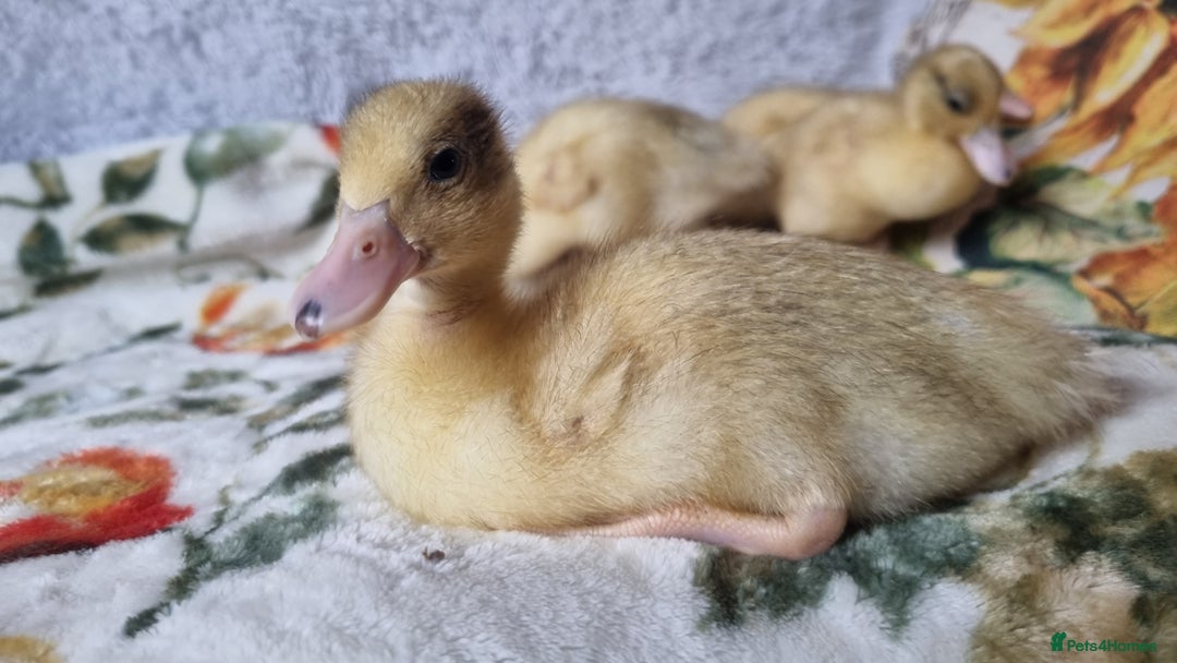 Ducks poultry for sale: Call ducklings unsexed - Image 3