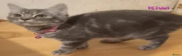 British Shorthair cats for sale: Beautiful Silver Spotted and Silver Tabby kittens. - Advert 3