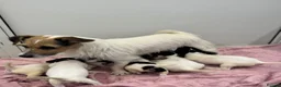 Jack Russell dogs for sale: Jack Russel Girl puppy  - Advert 2
