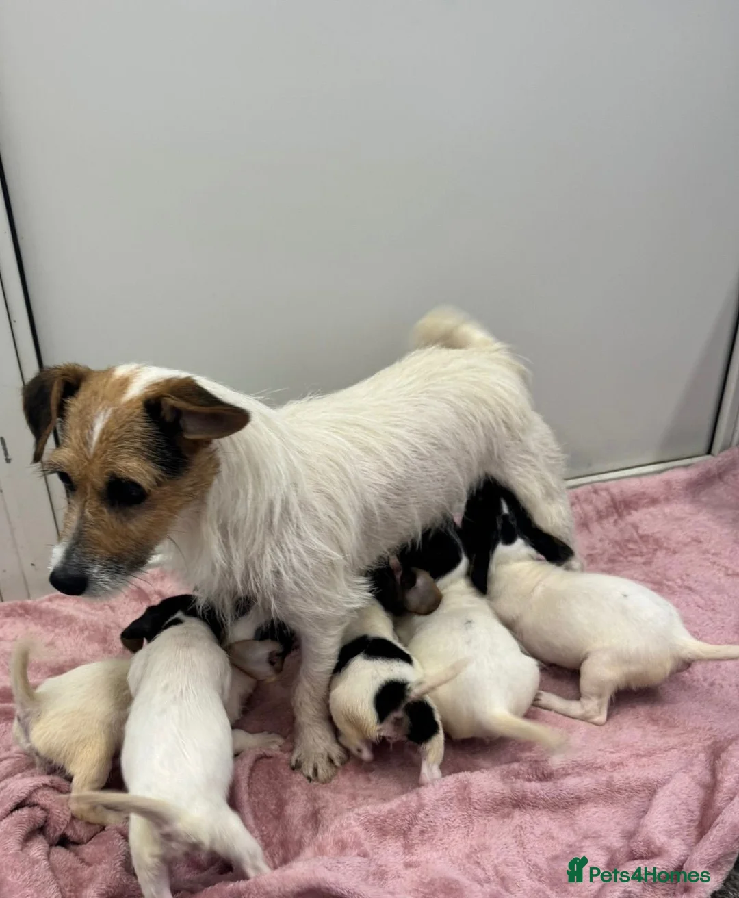 Jack Russell dogs for sale: Jack Russel Girl puppy  - Advert 2