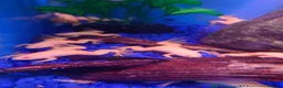 Other/Mixed Breed fish for sale: Full Aquatic Stocklist Manchester Pet's & Aquatics - Advert 5