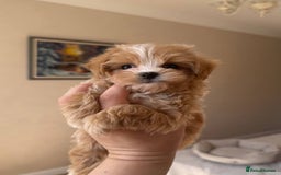 Maltipoo dogs for sale: Beautiful Maltipoo puppies for sale  - Image 2