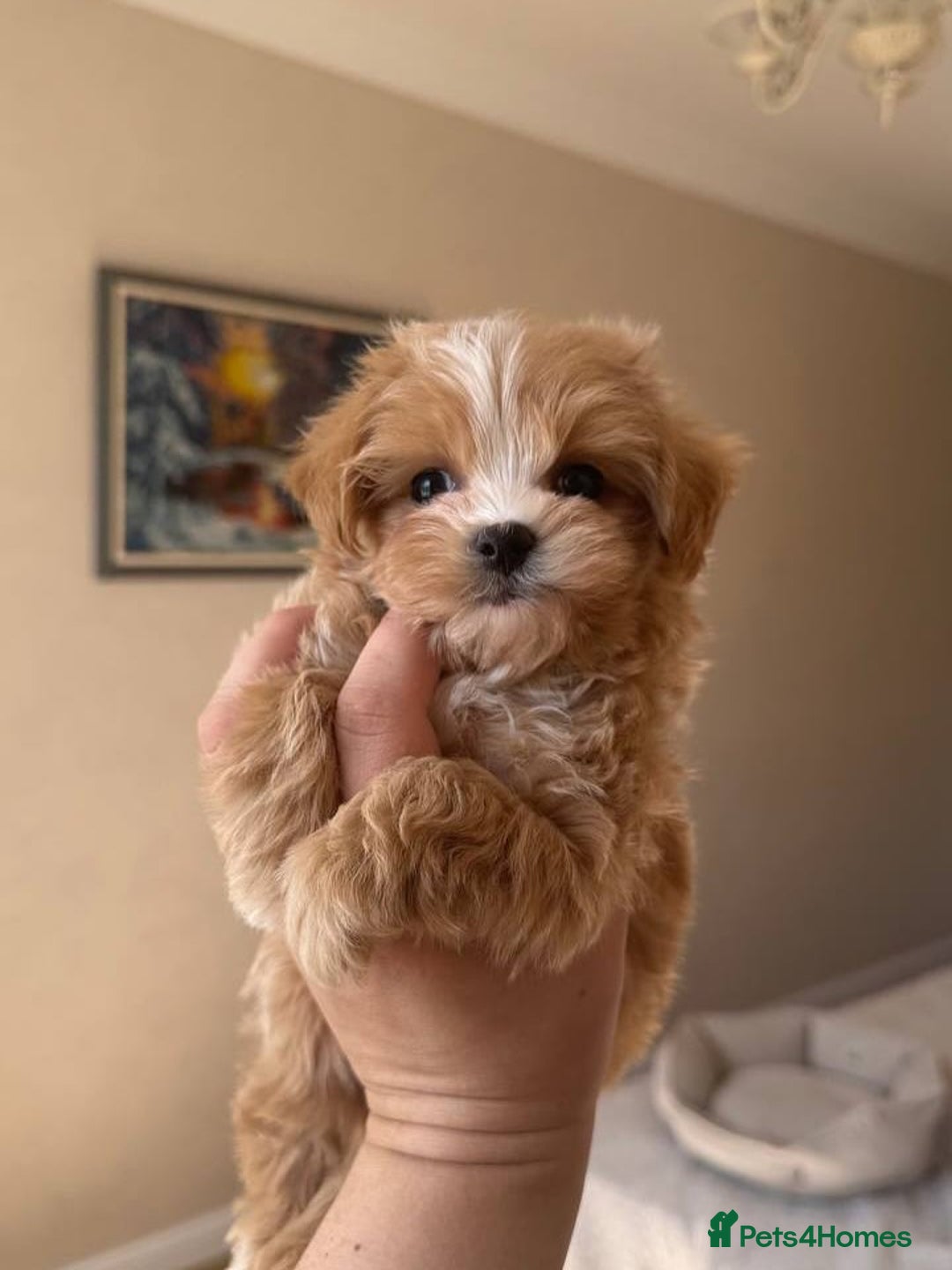 Maltipoo dogs for sale: Beautiful Maltipoo puppies for sale  - Image 2