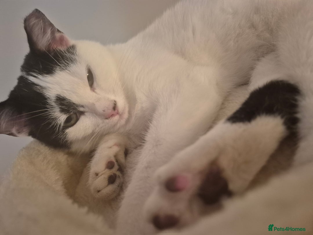 Mixed Breed cats for sale: Two inseparable kittens  - Image 1