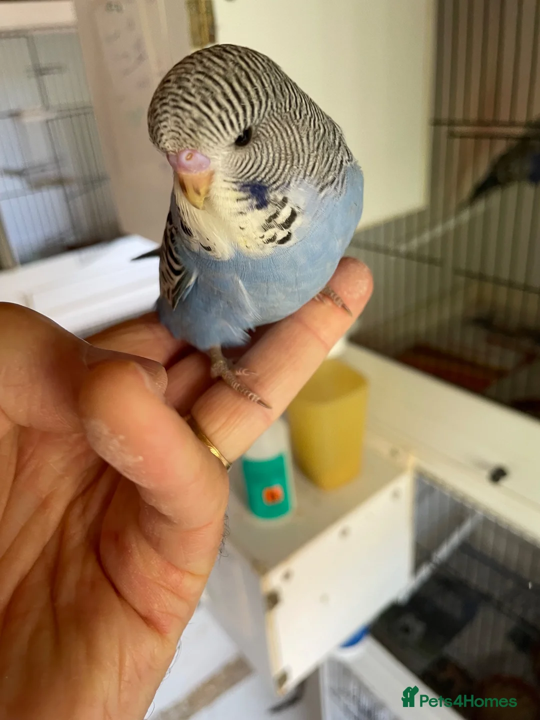 Budgerigars birds for sale: Tame baby budgies - Advert 2