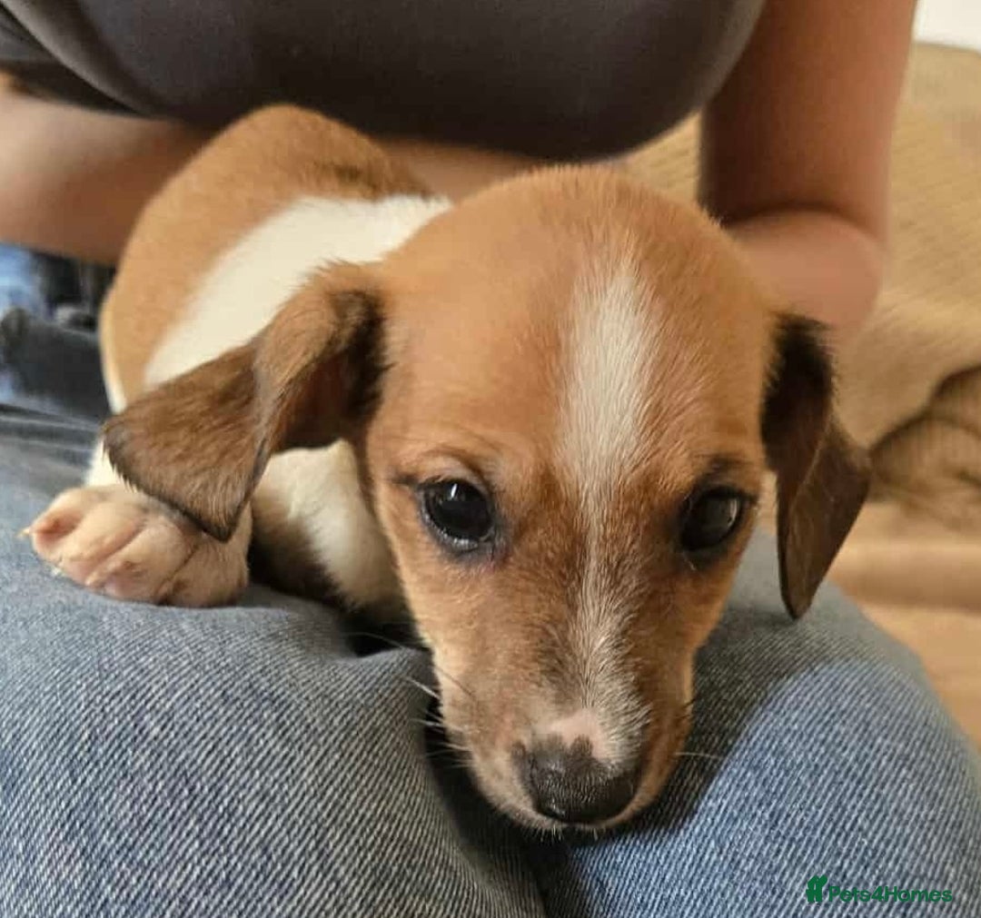 Dachshund dogs for sale: Dachshund x cavachon pups for sale - Image 4