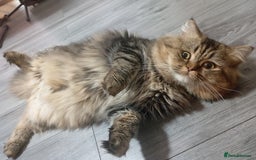 Persian cats for stud: Persian Male Cat for Stud - Image 2