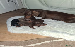 Miniature Dachshund dogs for sale: Kc miniature dachshund puppies - Image 1