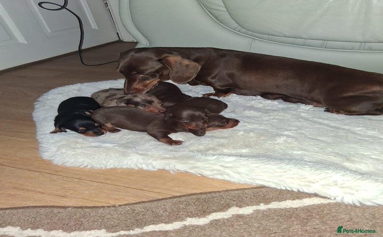 Miniature Dachshund dogs - Advert 4