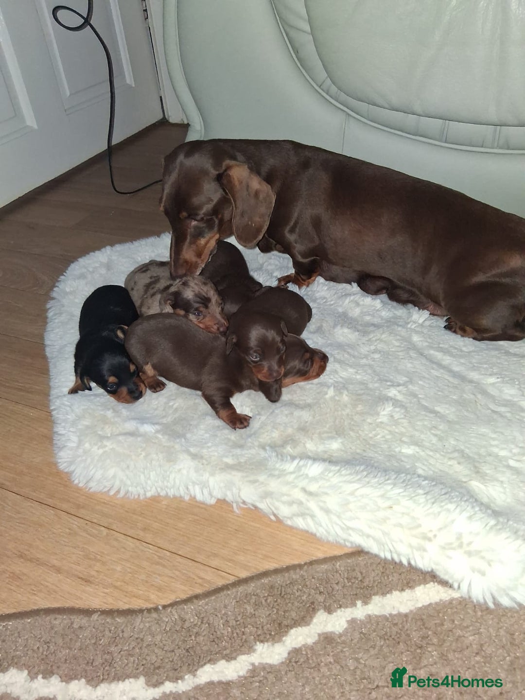 Miniature Dachshund dogs for sale: Kc miniature dachshund puppies - Image 1
