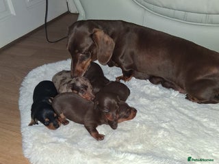 Miniature Dachshund dogs - Advert 3