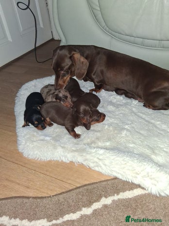 Miniature Dachshund dogs - Advert 1