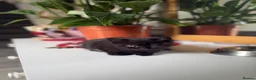 Scottish Fold cats for sale: Beautiful Scottish Fold & Straight Female Kittens - Advert 6
