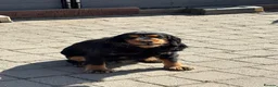 Mixed Breed dogs for sale: Mongrel pups - Advert 1