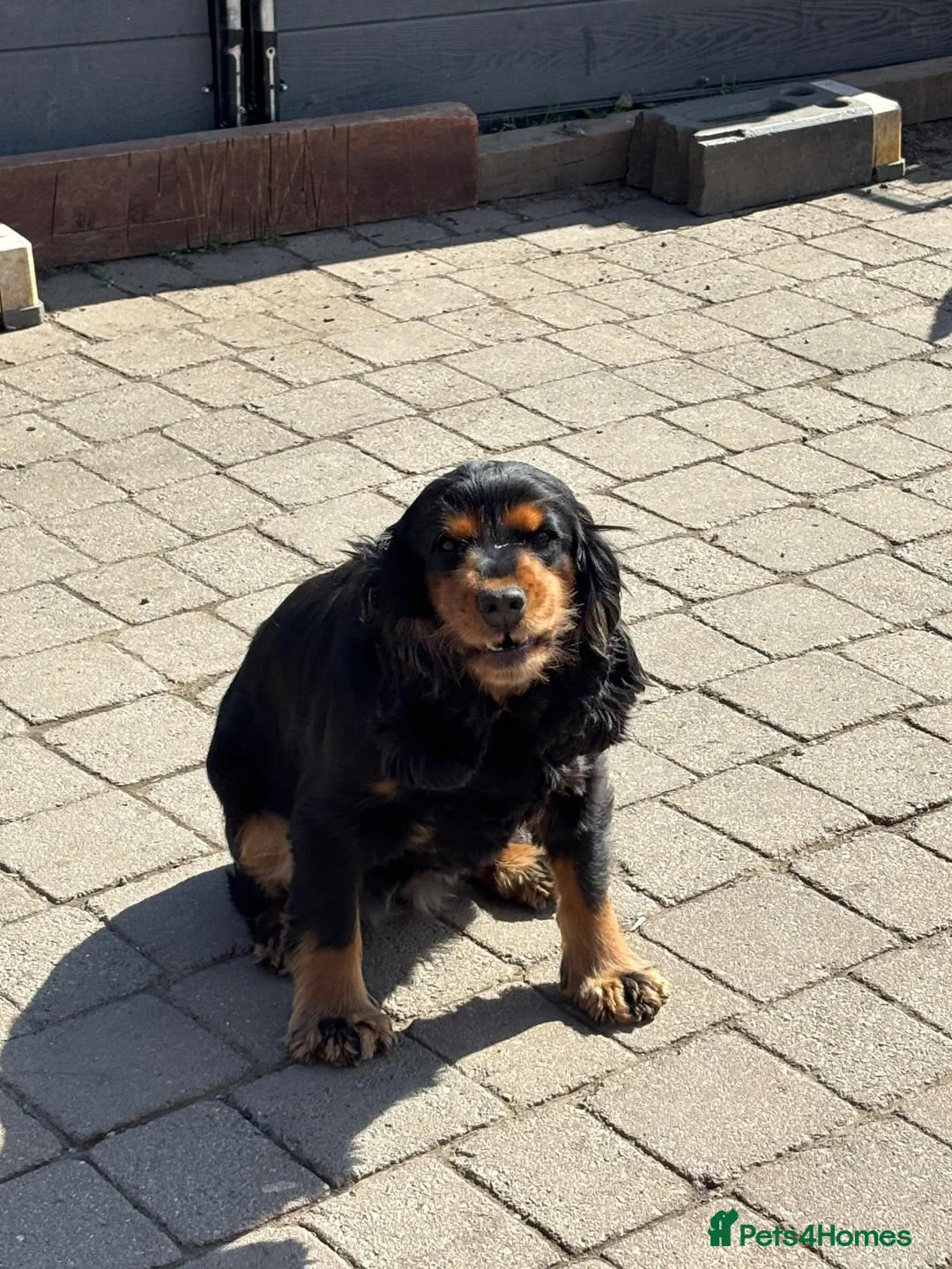 Mixed Breed dogs for sale: Mongrel pups - Advert 1