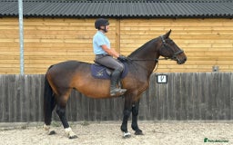 Irish Draught horses for sale: MAPLE - GENUINE RIDE / SEASONED HUNTER - Image 1