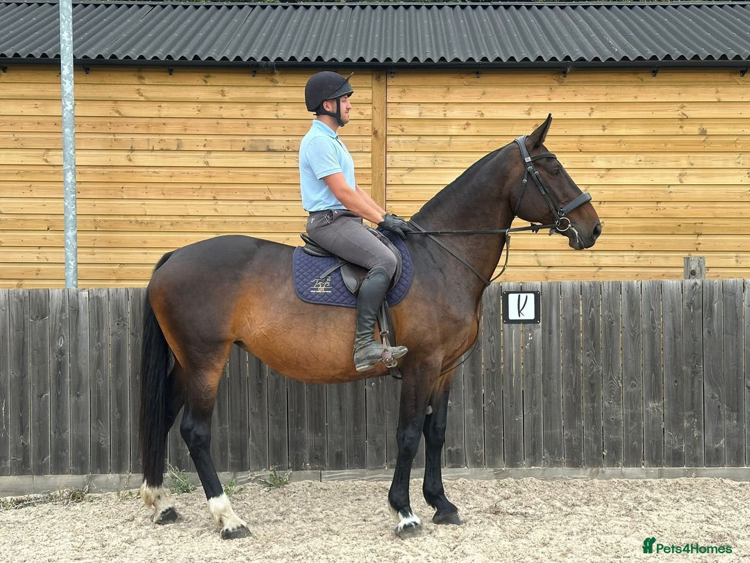 Irish Draught horses for sale: MAPLE - GENUINE RIDE / SEASONED HUNTER - Image 1