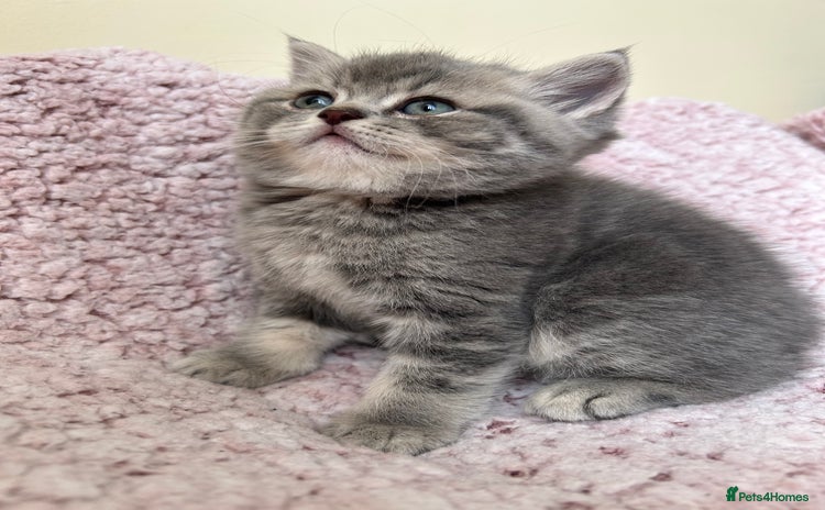 Scottish Fold cats - Advert 3