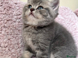 Scottish Fold cats - Advert 6