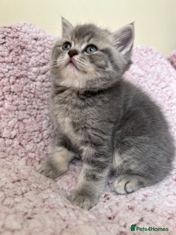 Scottish Fold cats - Advert 3