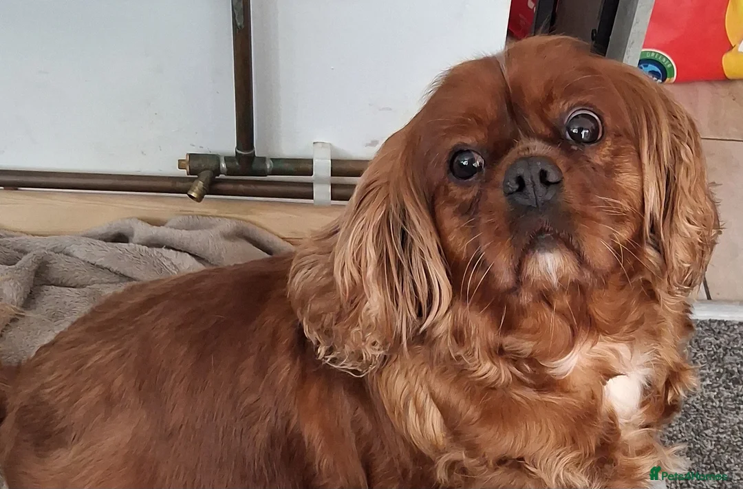 Cavapoo dogs for sale: Health tested parents of this beautiful litter  in Swadlincote - Advert 2