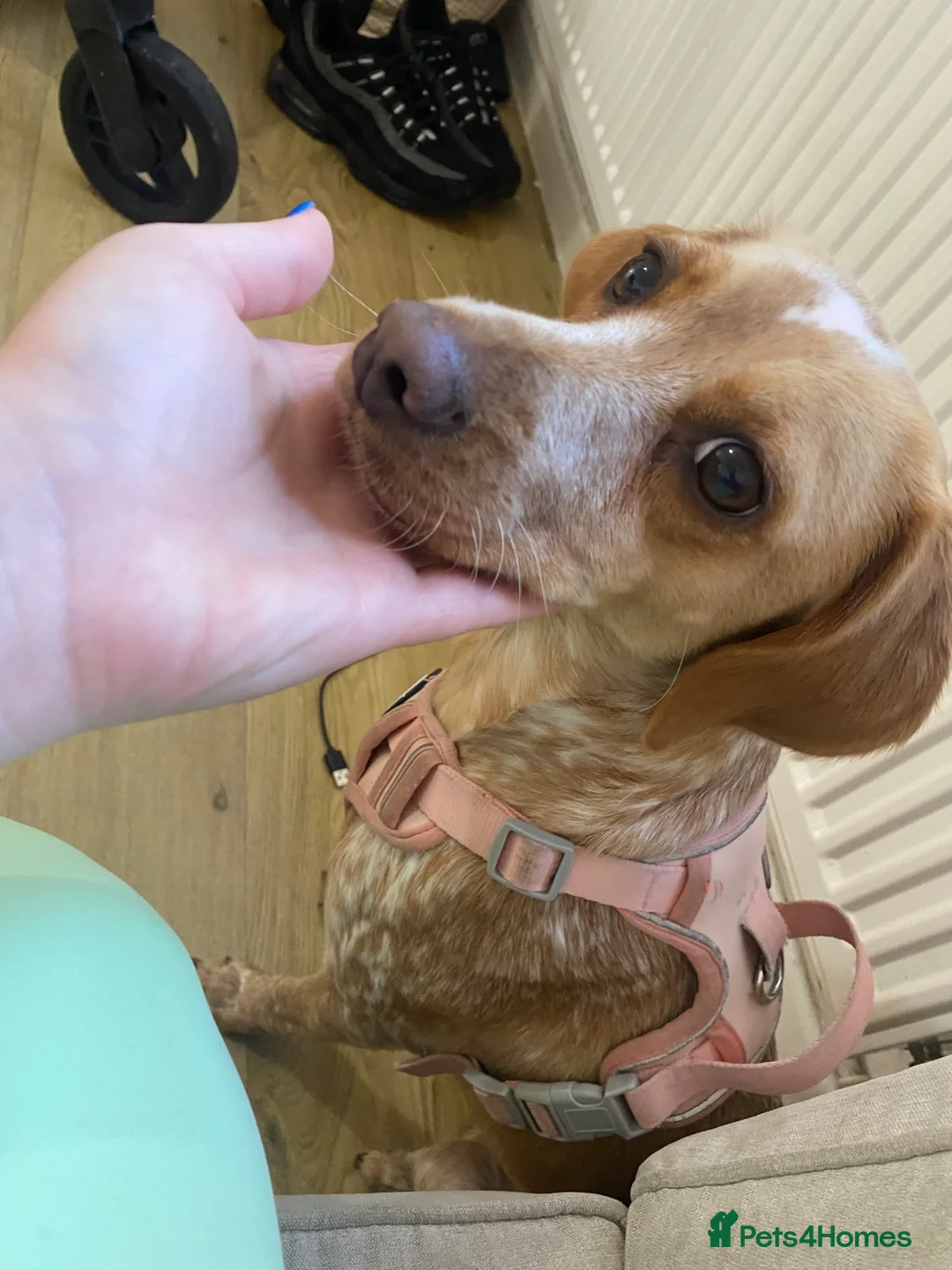 Bocker dogs for sale: 14 month old girl dog beautiful unique colour  in Swanley - Advert 1
