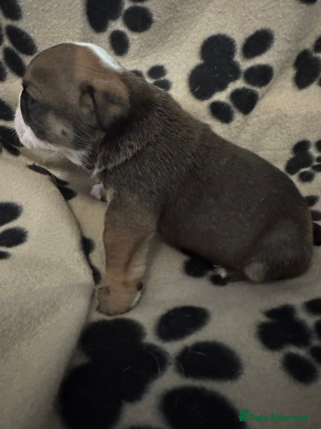 English Bulldog dogs for sale: KC Registered English Bulldog Puppies - Image 24