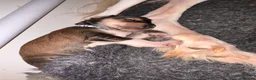 Saluki dogs for sale: Kc saluki puppies  - Advert 1