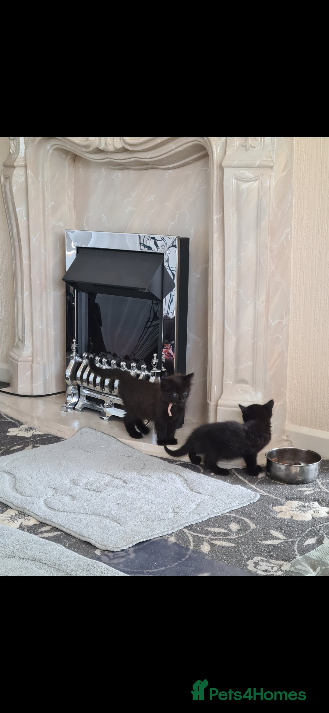 Mixed Breed cats for sale: Just 3 left 1 girl and 2 boys - Image 9