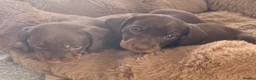Miniature Dachshund dogs for sale: Miniature Dachshunds  - Advert 19