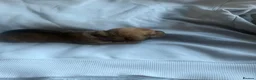 Dachshund dogs for sale: 4 beautiful dachshunds  - Advert 4