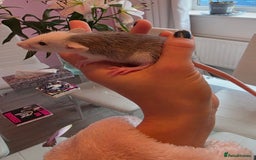 Rat rodents for sale: Baby rats - Image 1