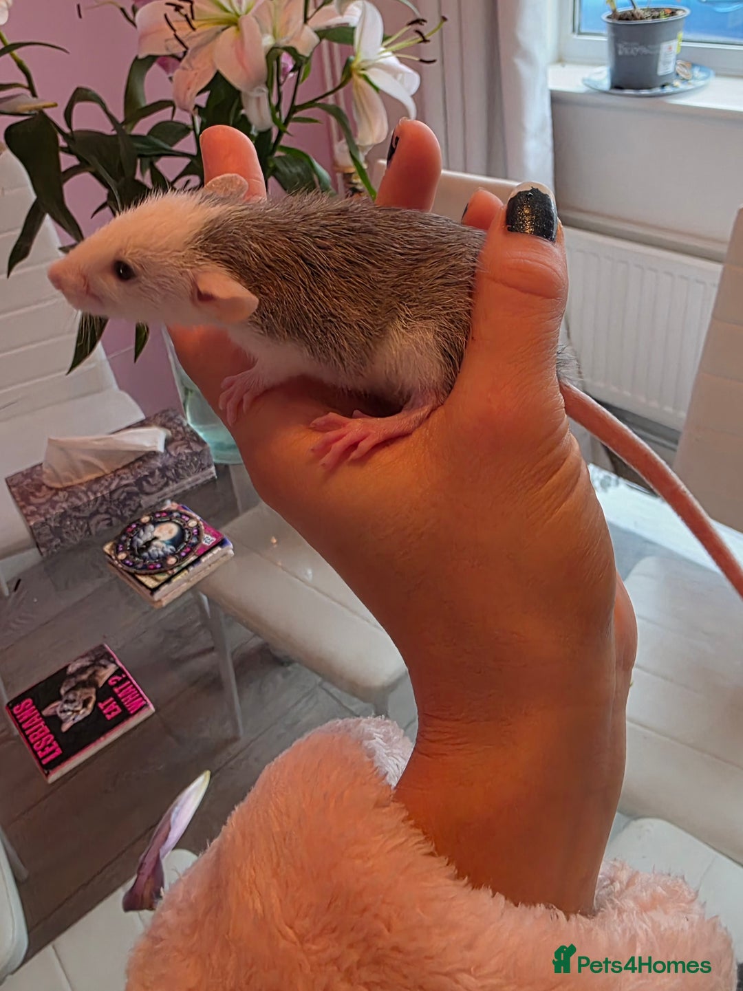 Rat rodents for sale: Baby rats - Image 1