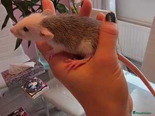 Rat rodents - Advert 5