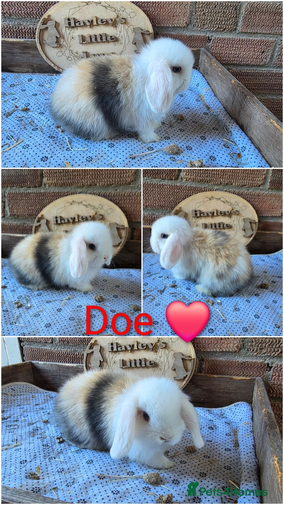 Mini Lop rabbits Gorgeous pure breed mini lops  - Advert 1