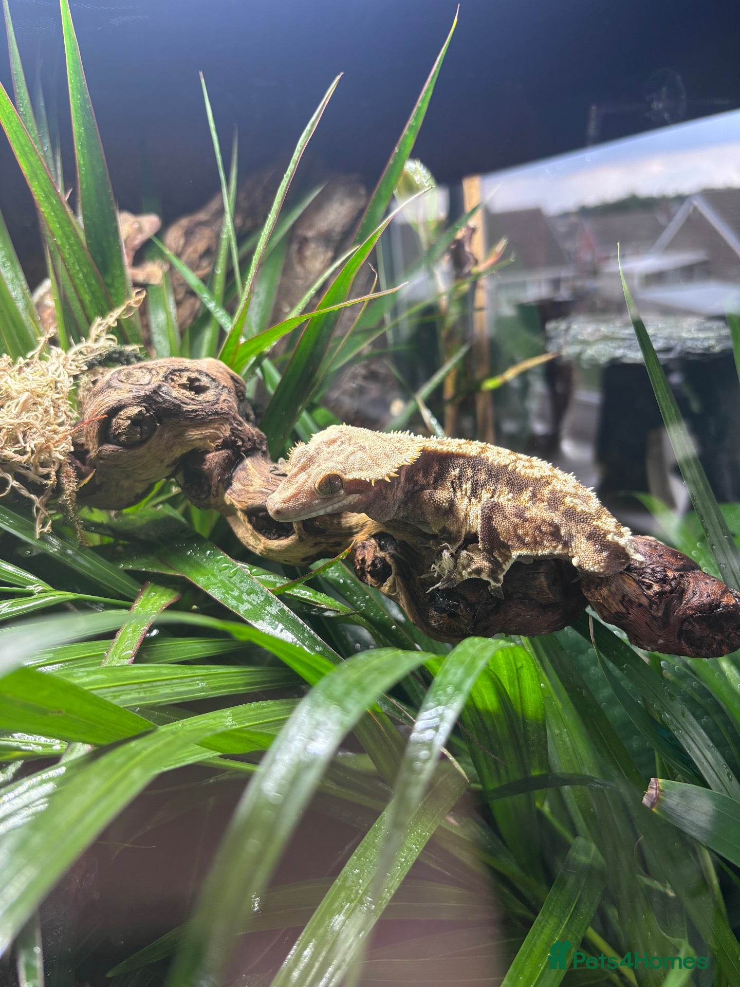 Gecko reptiles Breeding pair of crested geckos - Advert 2