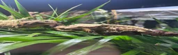 Gecko reptiles for sale: Breeding pair of crested geckos - Advert 1