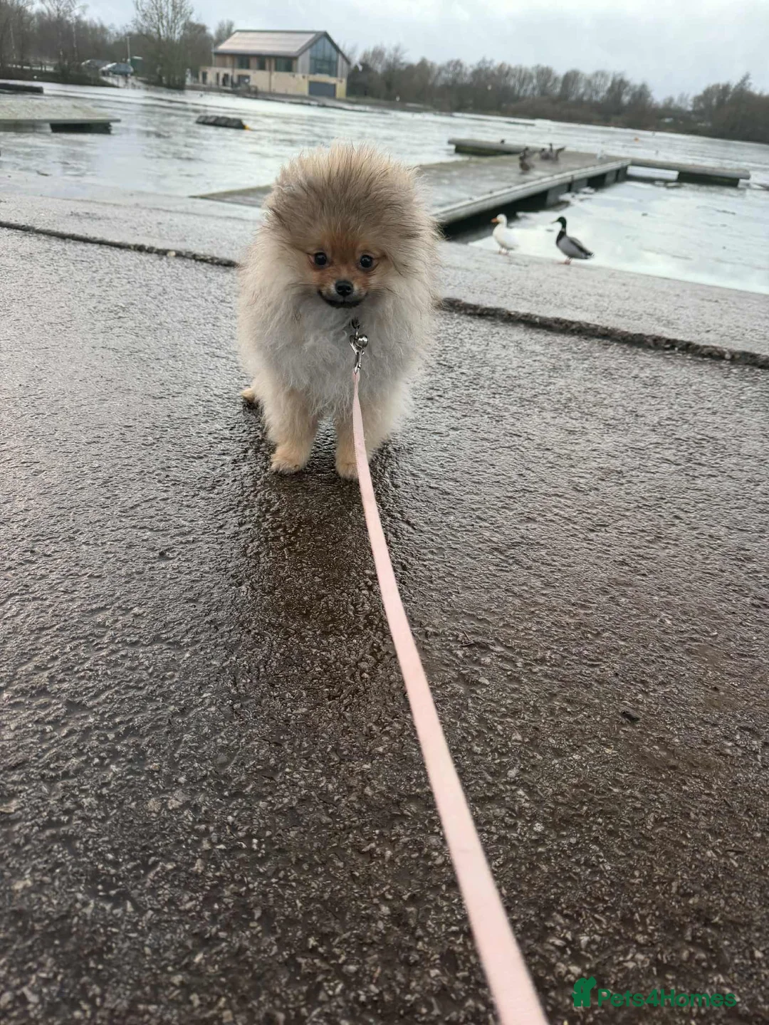 Pomeranian dogs for sale: Russian bloodline pomeranian Kc registered  - Advert 33