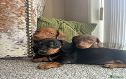 Miniature Dachshund dogs for sale: Dachshund puppies - Image 28